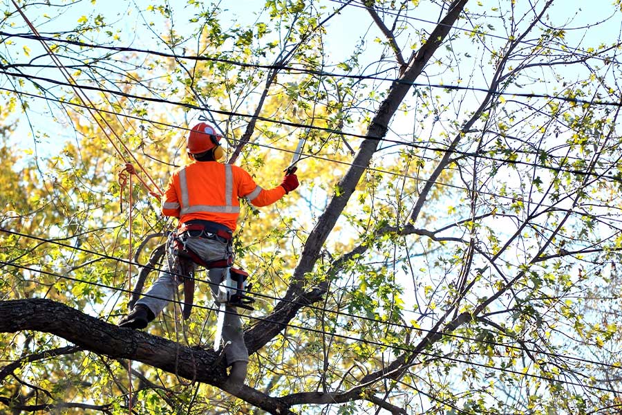 arborist on a tree trimming branches
