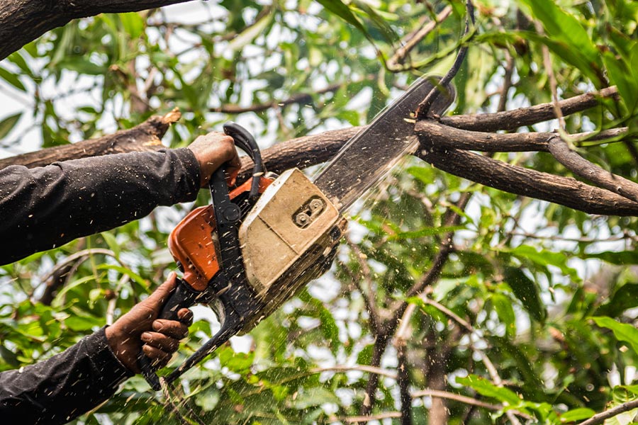 arborist trimming branches with chainsaw